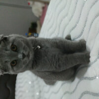 Scottish Fold, Kedi  Waffel fotoğrafı