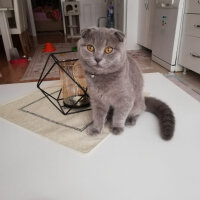 Scottish Fold, Kedi  Waffel fotoğrafı