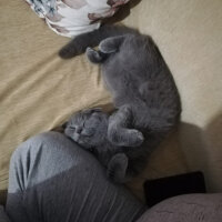 Scottish Fold, Kedi  Waffel fotoğrafı