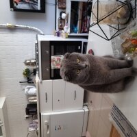 Scottish Fold, Kedi  Waffel fotoğrafı