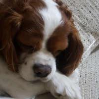 Cavalier King Charles Spanieli, Köpek  Ruzgar fotoğrafı