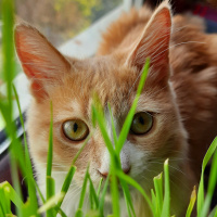 Sarman, Kedi  Sofya fotoğrafı