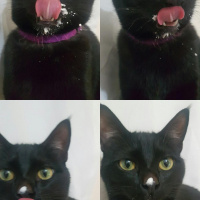 Bombay, Kedi  Jager fotoğrafı