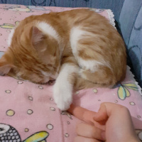 Tekir Kedi, Kedi  Darwin fotoğrafı