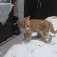 Tekir Kedi, Kedi  Darwin fotoğrafı