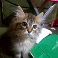 Maine Coon, Kedi  Pappi fotoğrafı