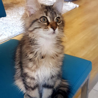 Maine Coon, Kedi  Pappi fotoğrafı