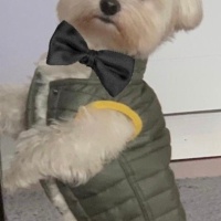 Maltese, Köpek  Akira fotoğrafı