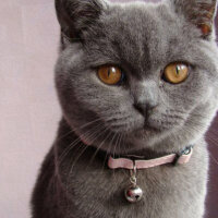 British Shorthair, Kedi  zeze fotoğrafı