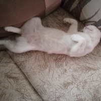 Van Kedisi, Kedi  Daisy fotoğrafı