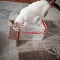 Van Kedisi, Kedi  Daisy fotoğrafı