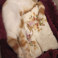 Sarman, Kedi  Tarçın fotoğrafı