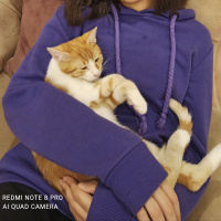 Sarman, Kedi  Tarçın fotoğrafı
