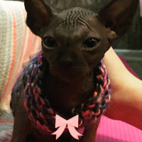 Sphynx, Kedi  Romeo fotoğrafı