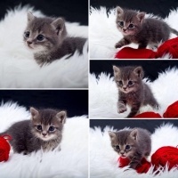 Tekir Kedi, Kedi  Miya fotoğrafı