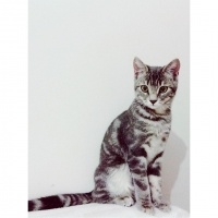 Tekir Kedi, Kedi  Miya fotoğrafı