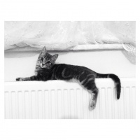 Tekir Kedi, Kedi  Miya fotoğrafı