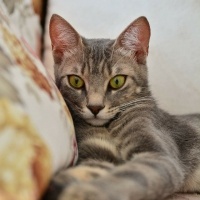 Tekir Kedi, Kedi  Miya fotoğrafı