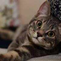Tekir Kedi, Kedi  Miya fotoğrafı
