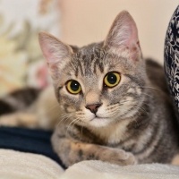 Tekir Kedi, Kedi  Miya fotoğrafı