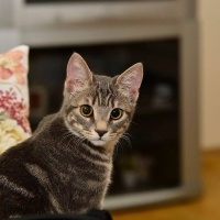 Tekir Kedi, Kedi  Miya fotoğrafı