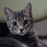 Tekir Kedi, Kedi  Miya fotoğrafı