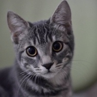 Tekir Kedi, Kedi  Miya fotoğrafı