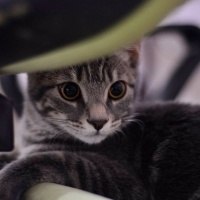 Tekir Kedi, Kedi  Miya fotoğrafı