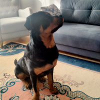 Rottweiler, Köpek  Pars fotoğrafı