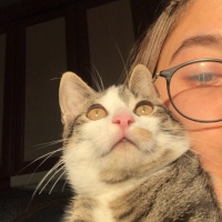 Tekir Kedi, Kedi  Leo fotoğrafı