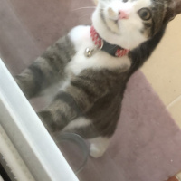 Tekir Kedi, Kedi  Leo fotoğrafı