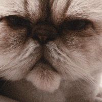 İran Kedisi (Persian), Kedi  Duman fotoğrafı