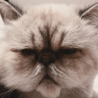 İran Kedisi (Persian), Kedi  Duman fotoğrafı