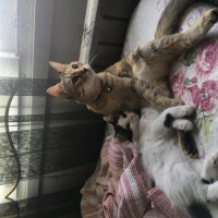 Tekir Kedi, Kedi  Şeftali fotoğrafı