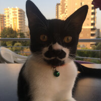 Tekir Kedi, Kedi  Ateş fotoğrafı