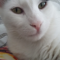 Tekir Kedi, Kedi  Gazoz fotoğrafı