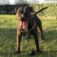 Staffordshire Bull Terrier, Köpek  Zeyna fotoğrafı