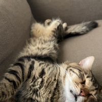 Tekir Kedi, Kedi  leo fotoğrafı