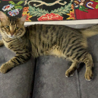 Tekir Kedi, Kedi  leo fotoğrafı