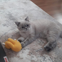 British Shorthair, Kedi  Gümüş fotoğrafı