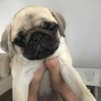 Pug, Köpek  ＰＡＢＬＯ fotoğrafı