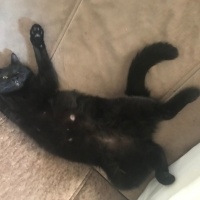 Bombay, Kedi  Gece fotoğrafı