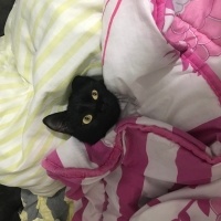 Bombay, Kedi  Gece fotoğrafı