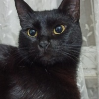 Bombay, Kedi  Gece fotoğrafı