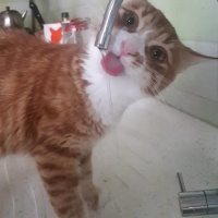 Sarman, Kedi  Aslan fotoğrafı