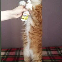 Sarman, Kedi  Aslan fotoğrafı