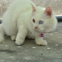 Ankara Kedisi, Kedi  Yumak fotoğrafı
