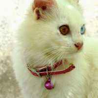 Ankara Kedisi, Kedi  Yumak fotoğrafı