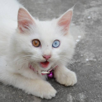 Ankara Kedisi, Kedi  Yumak fotoğrafı