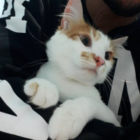 Tekir Kedi, Kedi  Mitat fotoğrafı